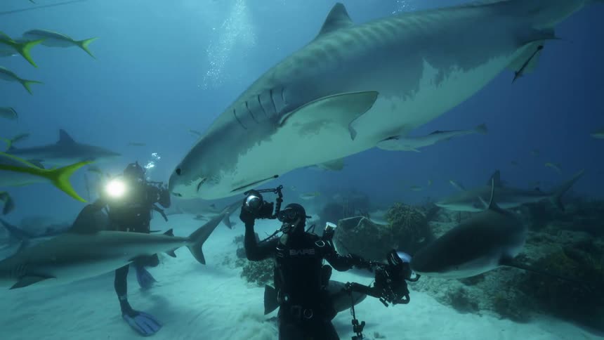 Divers swim with fish and sharks in an ocean