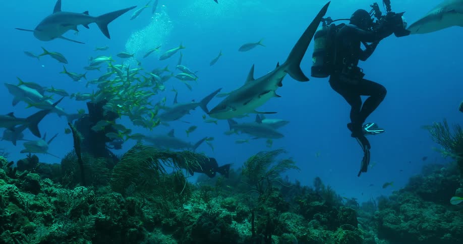 A diver is filming sharks as they circle around him under the ocean during the day