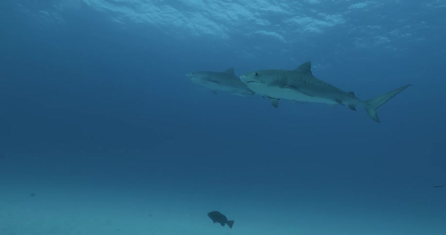 Sharks and fish swim in the ocean