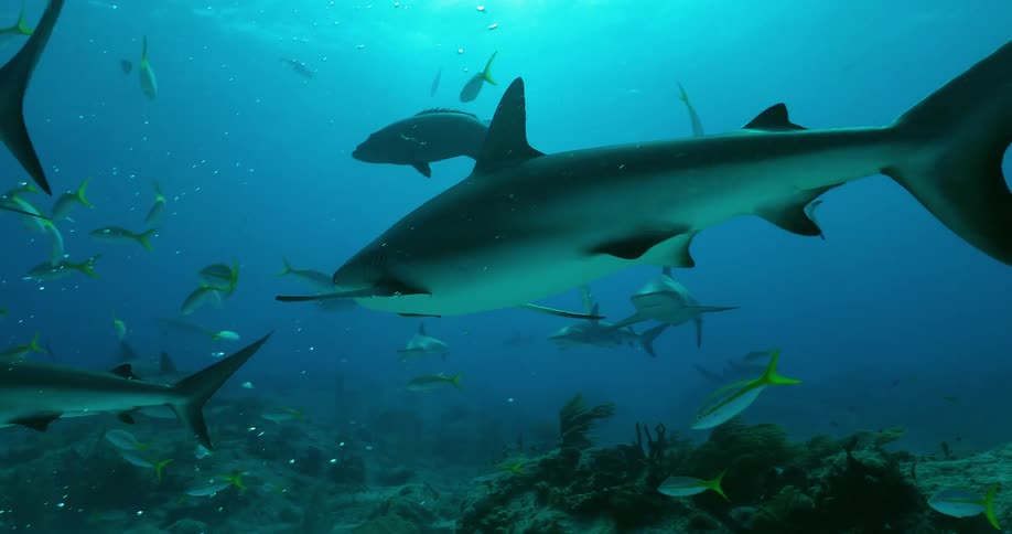 Divers swim with sharks and fish in the ocean