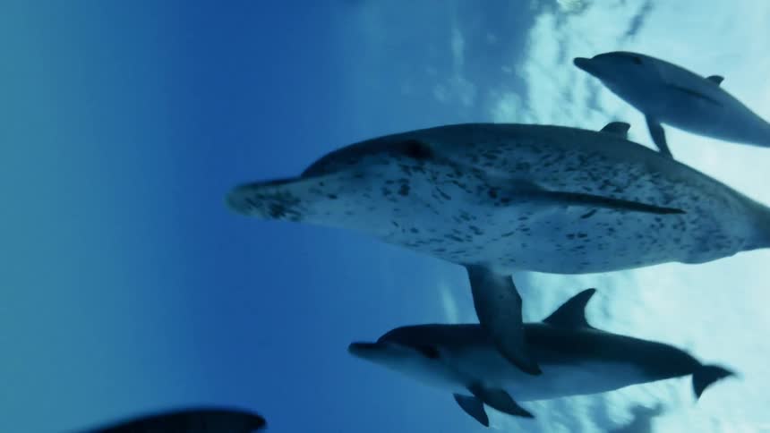 A diver is watching as dolphins are swimming in the ocean during the day