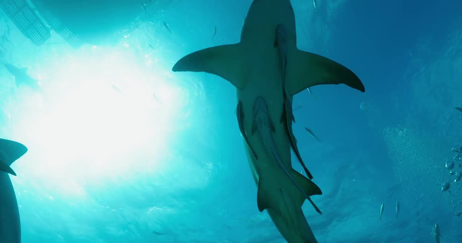 Sharks swim while fish are attached to them