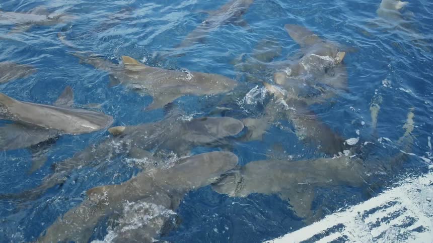 Sharks are teased with chum in the water