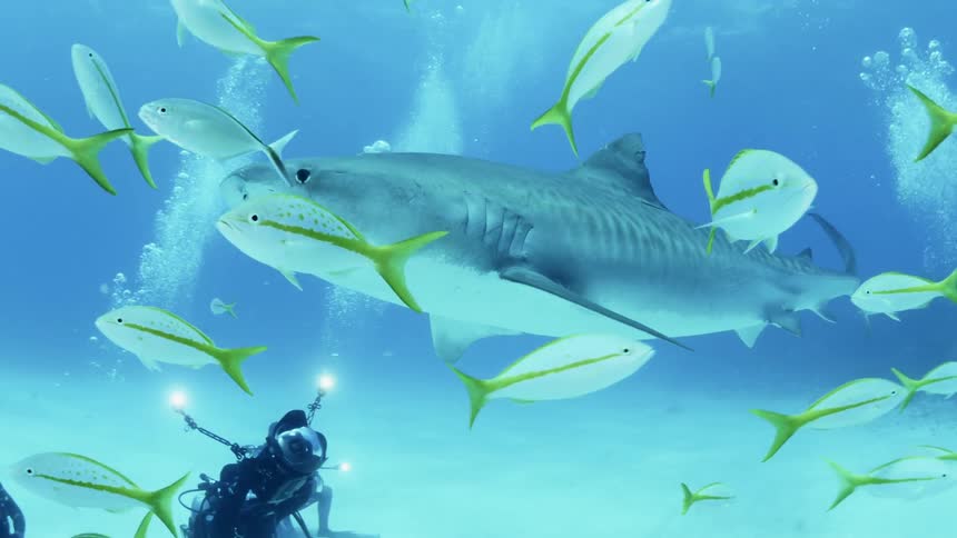 Divers swim underwater with sharks and fish