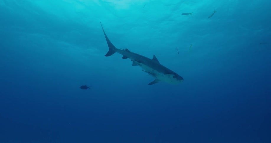 A shark swims underwater