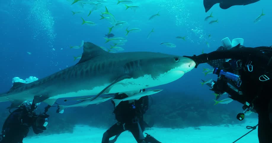 Divers swim with sharks and fish in the ocean