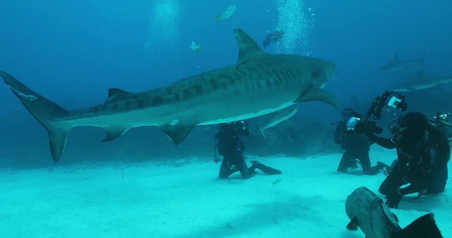 Divers photograph sharks and aquatic life underwater