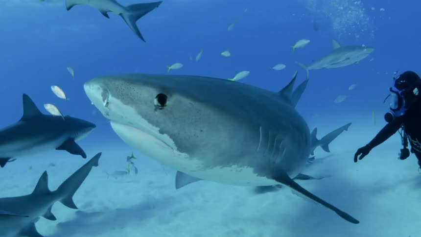 A diver swims with sharks and fish in the ocean