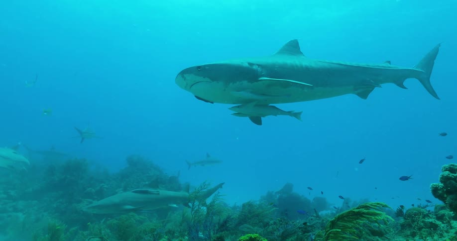 The sharks swim in the blue waters near the reefs