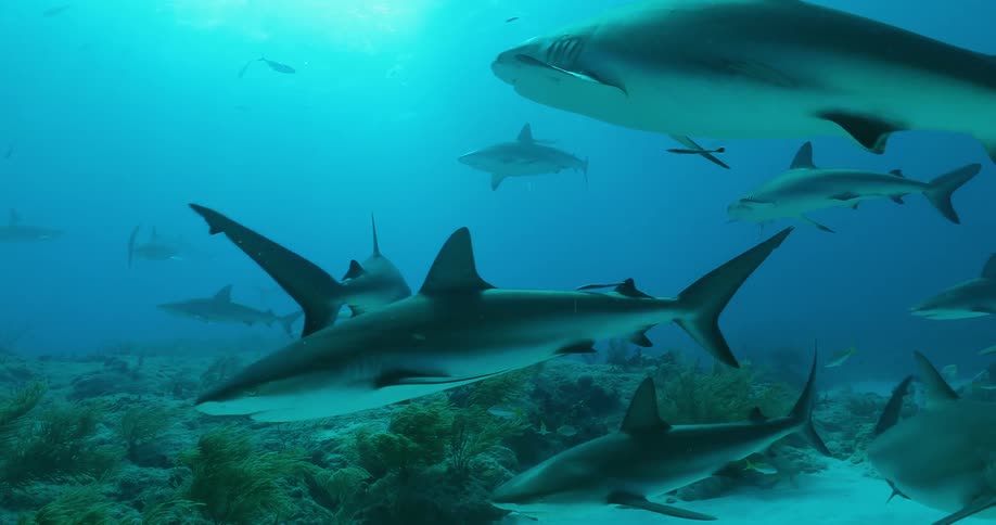 Sharks and fish swim in the ocean