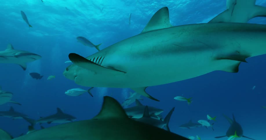 Sharks and fish swim in the ocean