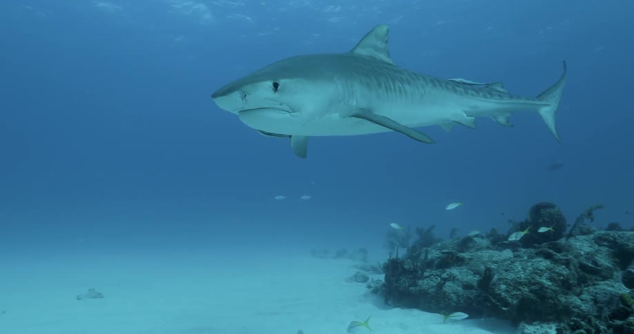 A shark swims near the floor of the ocean