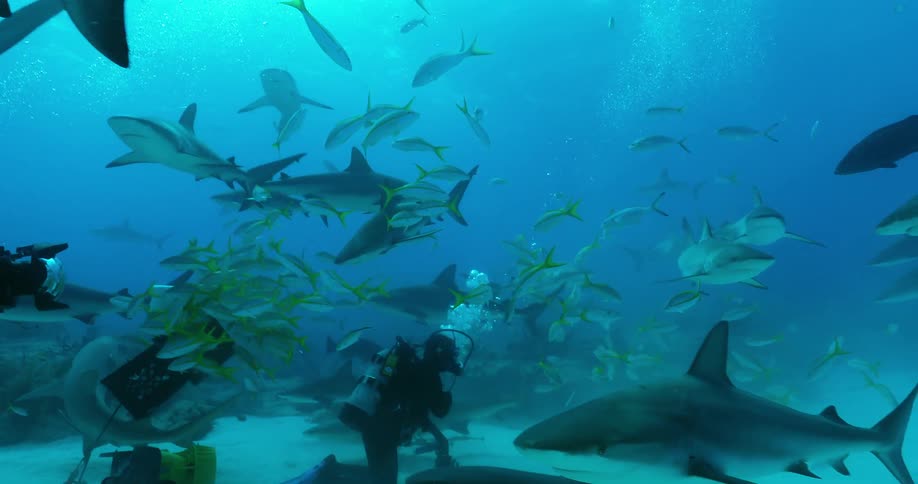 Divers swim with sharks and fish in an ocean