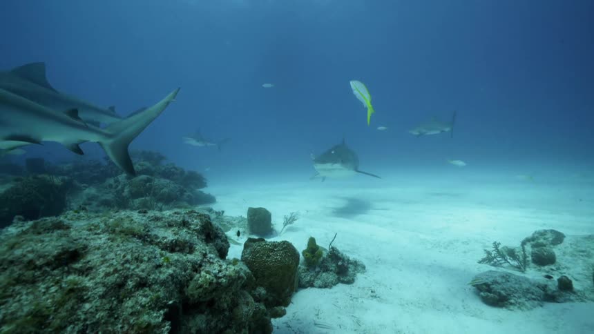 Sharks and fish swim in the ocean