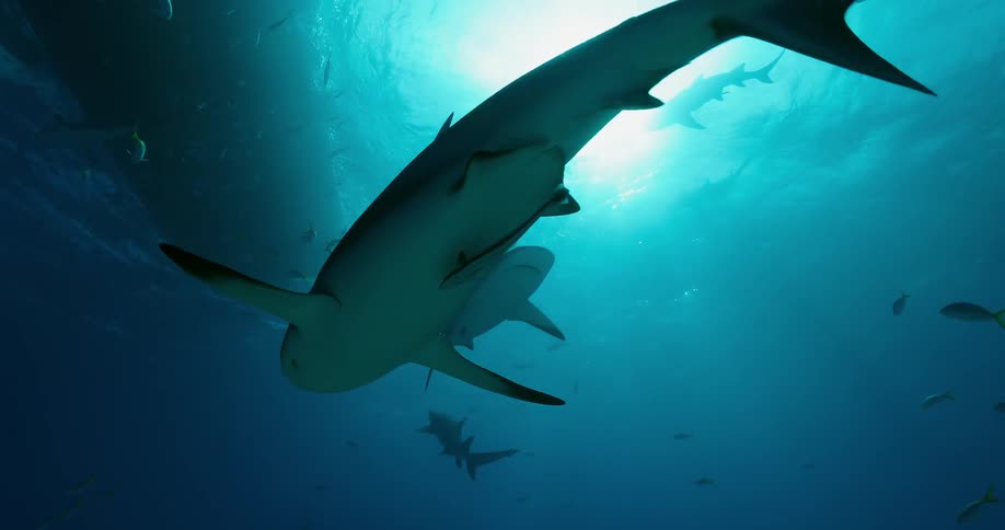 Sharks and fish swim under a boat