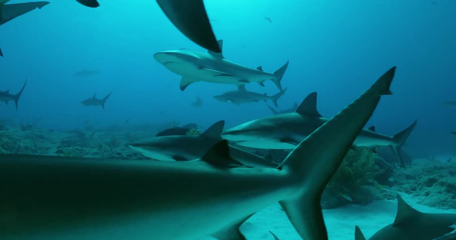 Sharks and fish swim in the ocean