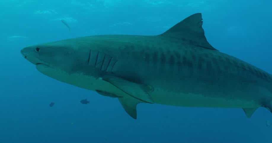 A shark swims underwater