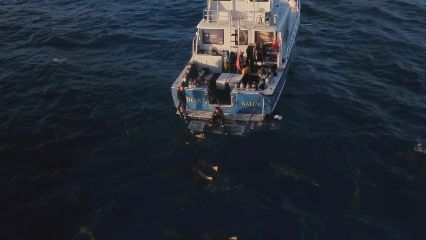 Sharks swarm near a boat in the ocean