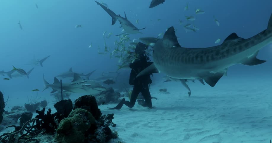 Divers swim with sharks underwater