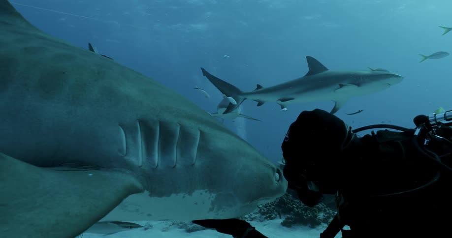 A diver pets a shark