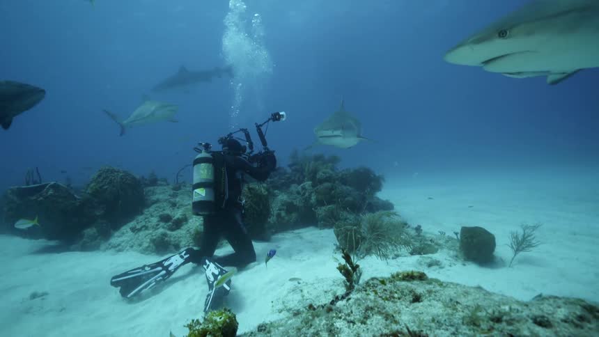 A diver photographs sharks and fish in the ocean