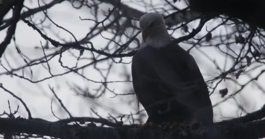 A bald eagle sits in a tree