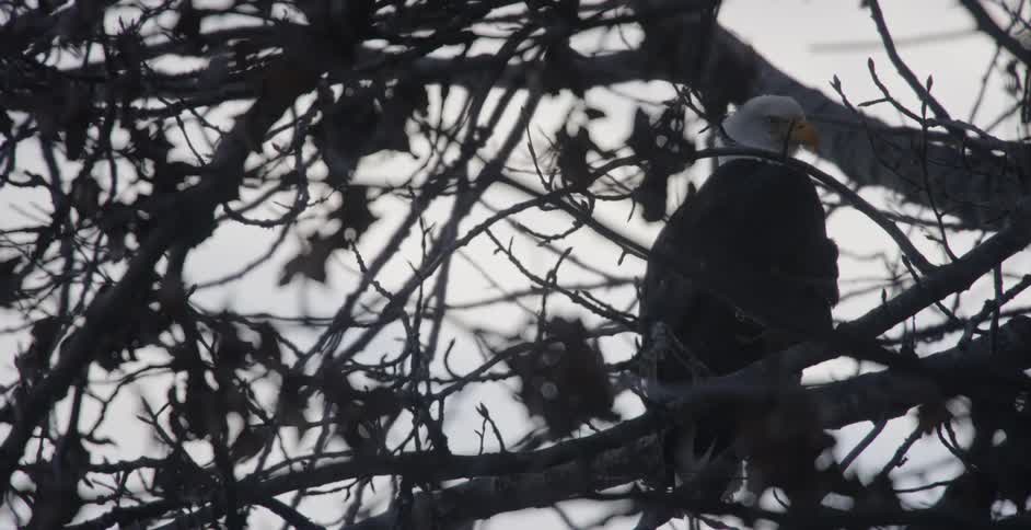 A bald eagle sits on a tree branch