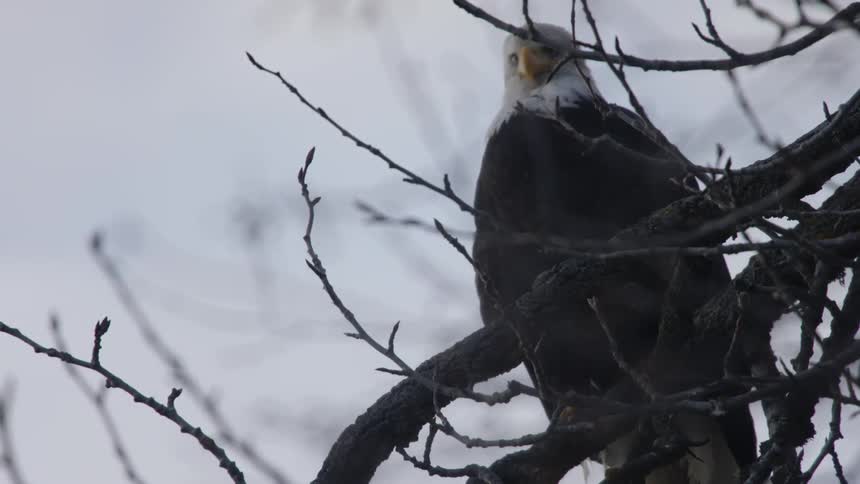A bald eagle sits perched on a tree branch