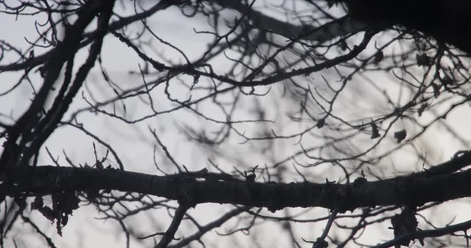 An eagle flies off of a tree branch
