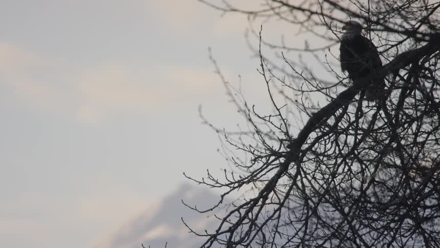 An eagle sits on a tree branch