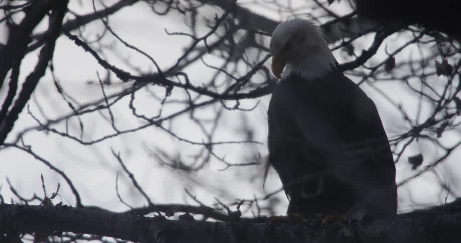 A bald eagle sits perched on a tree branch