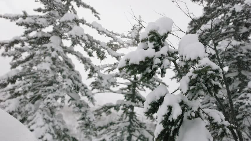 Snow is falling over pine trees on a winter day