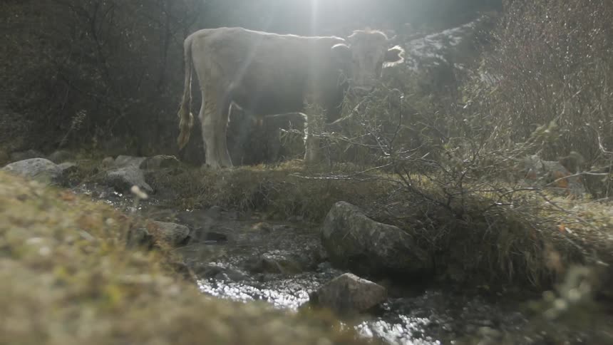 A cow stands by a flowing stream