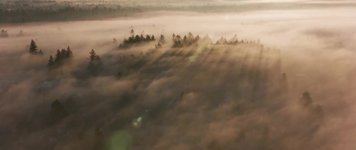 Low hanging clouds hovering close to treetops in a wooded area