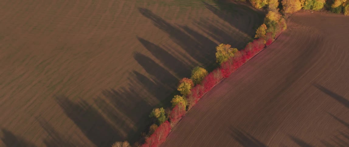 A line of trees separates farm fields