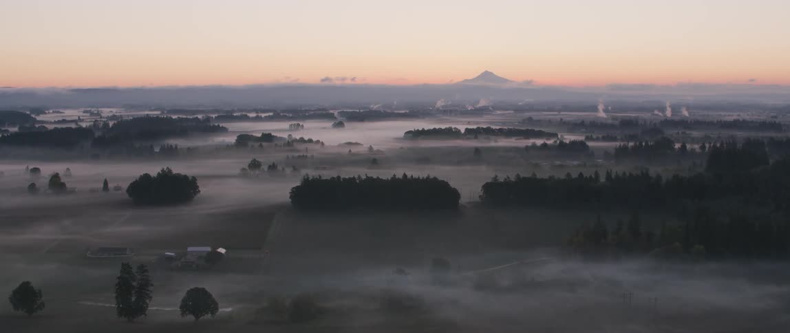 Fog covers fields and trees at sunrise