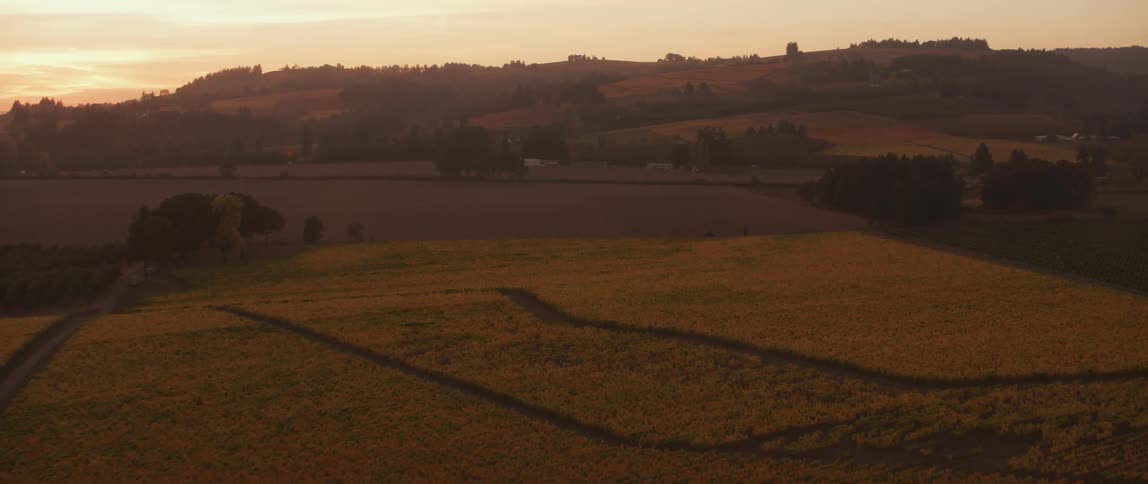 The sun shines on a large crop field
