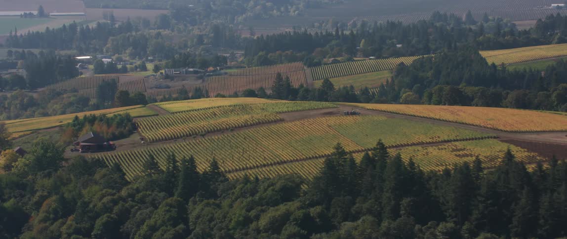 Fields and trees under a sunny sky