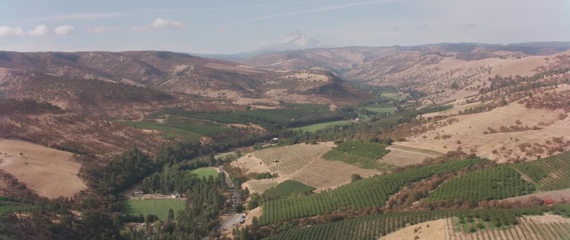 Rows of crops grow along a hillside