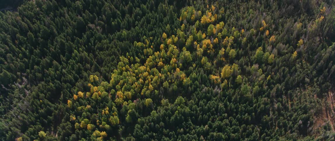 Trees cover the landscape