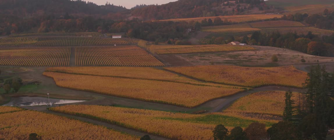 Rows of crops grow on a rural farm at sunrise
