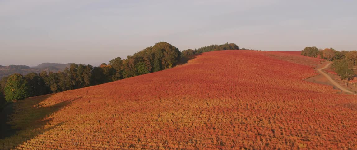 Crops cover the farmland