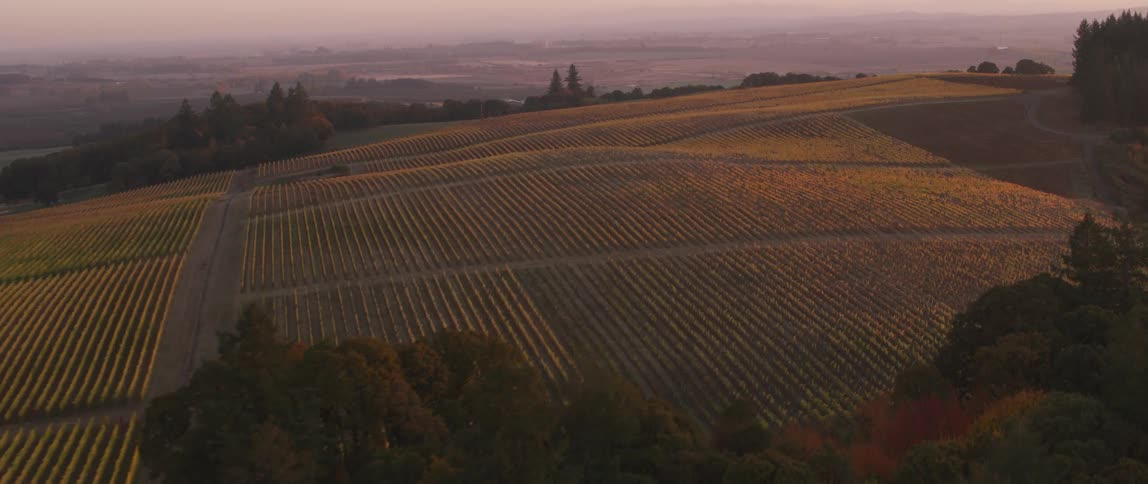 Crop fields grow on a slope