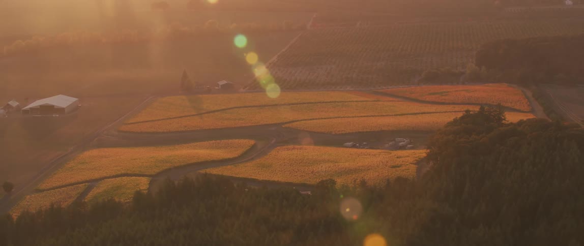 The sun shines on a crop field