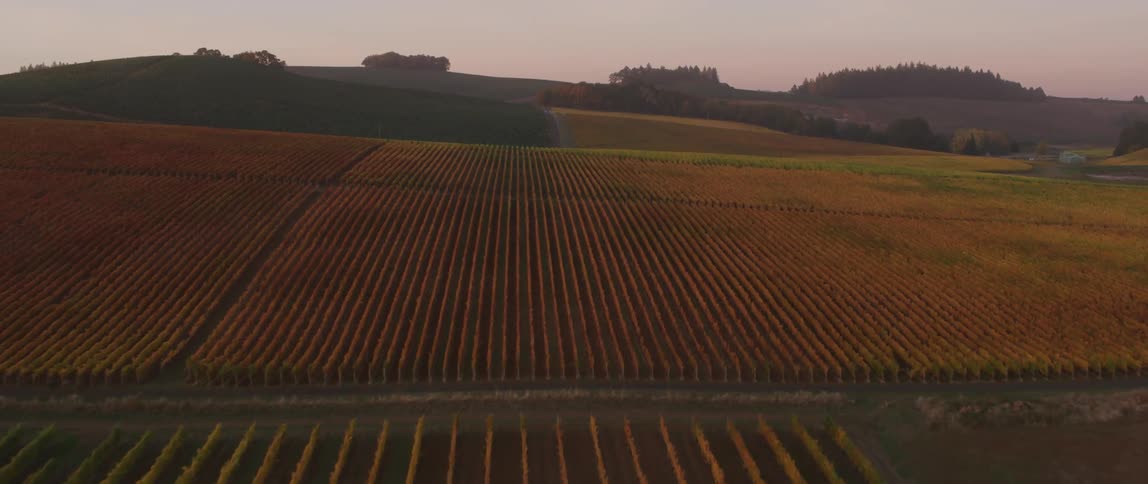 Rows of crops grow on a farm at sunset