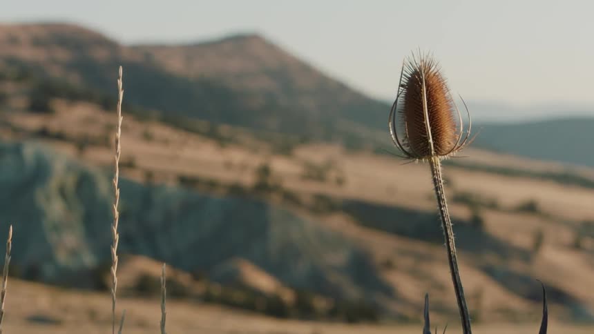 The wind is swaying plant stalks in a natural setting on a sunny day
