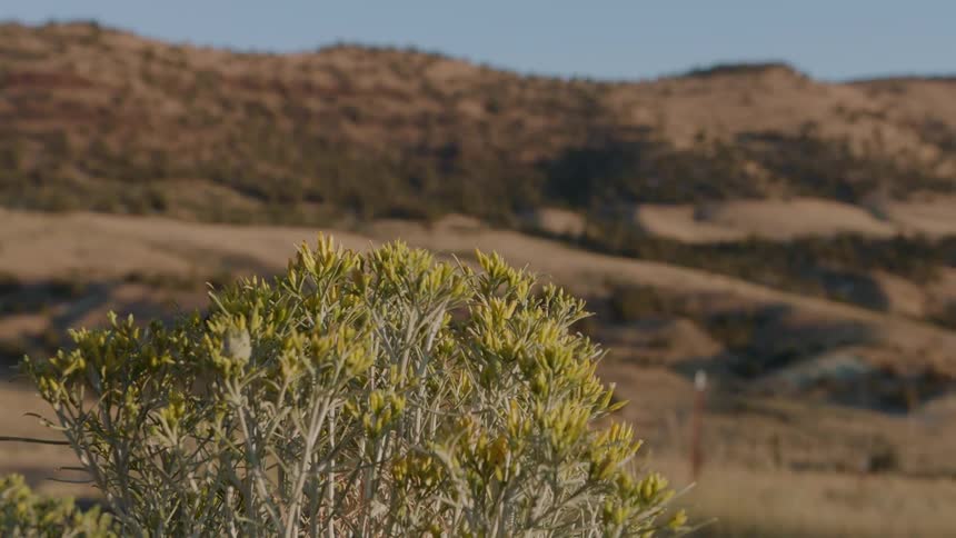 Bush standing before a brown grassy hillside on a clear day