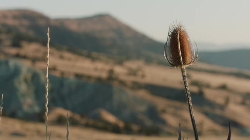 The wind is swaying plant stalks in a natural setting on a sunny day