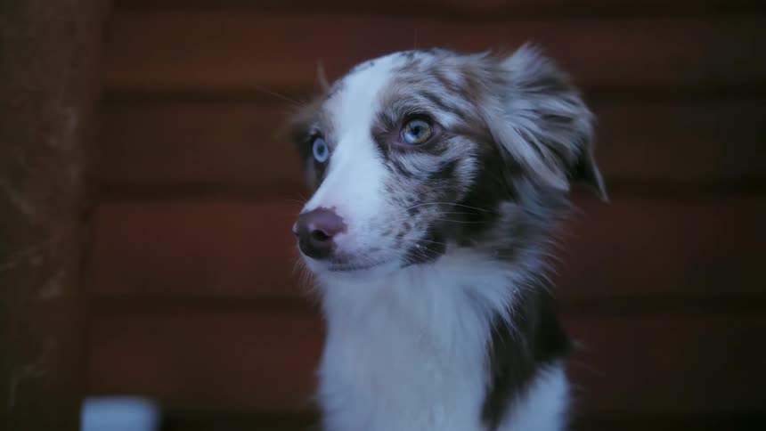 A dog sits outside on a porch