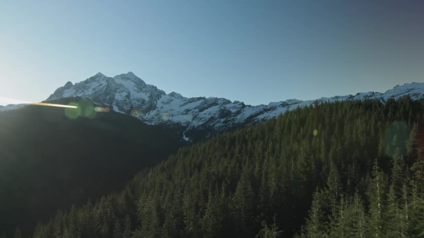 Trees stand tall on a mountain side under a blue sky